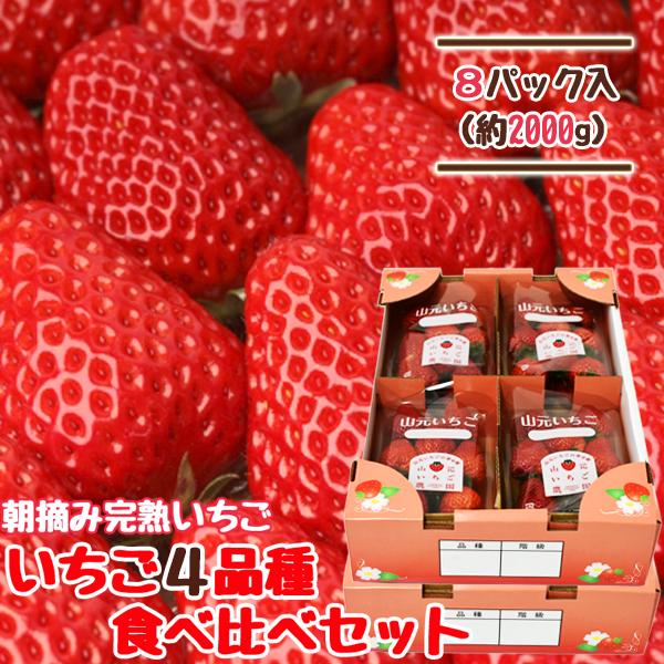 いちご 宮城 4品種食べ比べセット 250g×8パック 完熟 山元いちご農園 もういっこ にこにこベ...