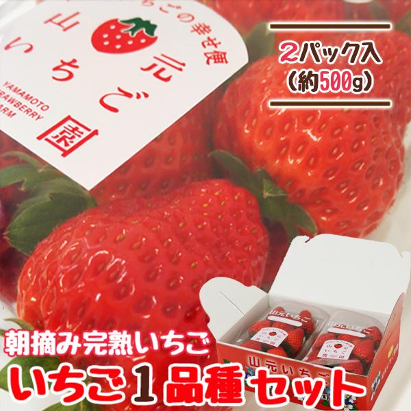 いちご 宮城 1品種セット 250g×2パック 完熟 山元いちご農園 もういっこ にこにこベリー と...