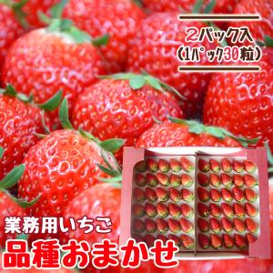 いちご 宮城 業務用 30粒×2パック 品種おまかせ 完熟 山元いちご農園｜やまもといちご