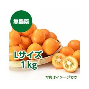 宮崎金柑 Lサイズ 1kg : 山本商店ヤフー店 - 通販 - Yahoo!ショッピング