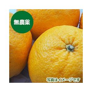 無農薬　　甘夏１０ｋｇ