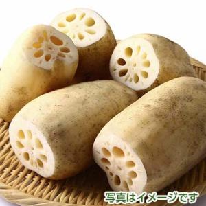 佐賀れんこんの商品一覧 通販 Yahoo ショッピング