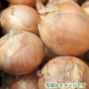 佐賀県産の玉ねぎ 5kgの商品画像