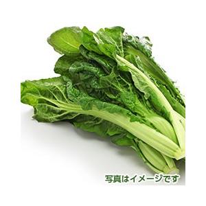 新モノ 高菜 1束の商品画像