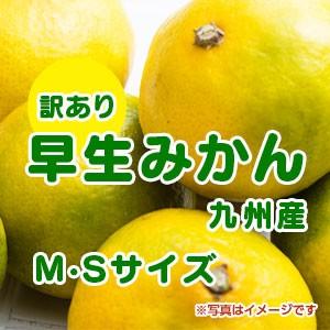 みかん 訳あり 大容量 箱込15キロ 熊本産 フルーツ グルメ みかん