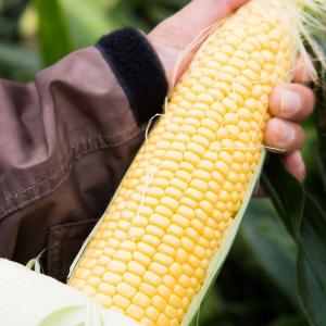 富士の国やまなし特産品モール きみひめ 甲府の証 とうもろこし スイートコーン Yahoo ショッピング