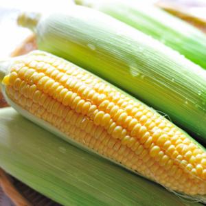 富士の国やまなし特産品モール きみひめ 甲府の証 とうもろこし スイートコーン Yahoo ショッピング