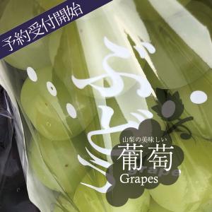 ご予約商品山梨の美味しいぶどうマスカサーティー...の詳細画像2