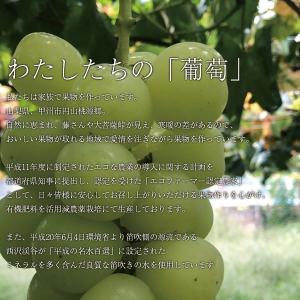 ご予約商品山梨の美味しいぶどうマスカサーティー...の詳細画像3