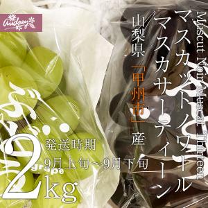 ご予約商品山梨の美味しいぶどうマスカットノワール・マスカサーティーン 2kg（3〜6房)　(農家産直)(ギフト)(御中元)(葡萄)(山梨県)(フルーツ)