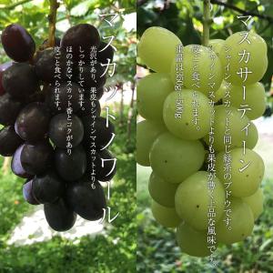 ご予約商品山梨の美味しいぶどうマスカットノワー...の詳細画像1