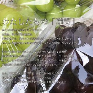 ご予約商品山梨の美味しいぶどうマスカットノワー...の詳細画像4