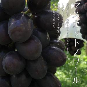 ご予約商品山梨の美味しいぶどう マスカットノワ...の詳細画像1