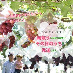 ご予約商品山梨の美味しいぶどう シャインマスカ...の詳細画像2