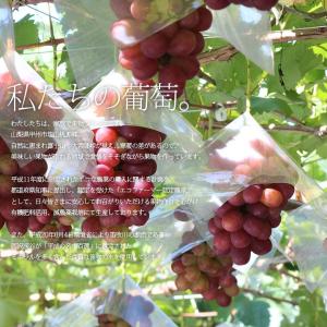 ご予約商品山梨の美味しいぶどう シャインマスカ...の詳細画像4