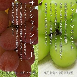 ご予約商品山梨の美味しいぶどう シャインマスカ...の詳細画像1