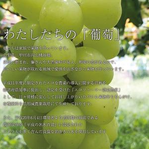 ご予約商品山梨の美味しいぶどう シャインマスカ...の詳細画像4