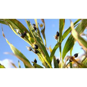 健康茶 ハトムギ茶 7g×24パック×10袋セ...の詳細画像5
