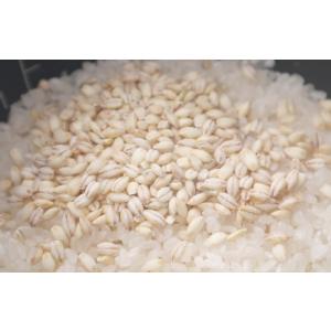 国産 もち麦 キラリモチ500g 送料無料の詳細画像5
