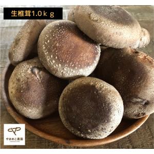 クール便  農家直送 肉厚椎茸1キロ　菌床椎茸　しいたけ　