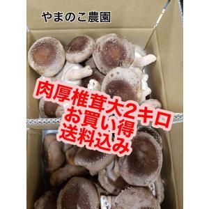クール便  農家直送  肉厚椎茸2キロ　菌床椎茸　しいたけ　