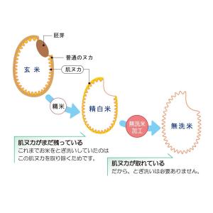米 5kg 無洗米「7年 茨城産コシヒカリ 一...の詳細画像3