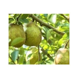 ラ・フランス 産地直送 長野県産 5キロ(12~18玉) 秀品