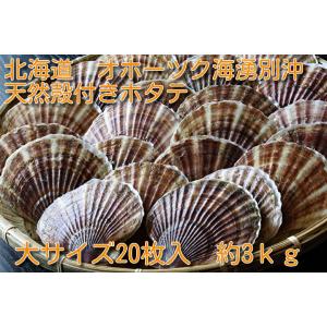 【季節限定3月〜12月】天然活ホタテ　選別サイズ×20【オホーツク海湧別沖産】　帆立　ほたて　天然　ＢＢＱ用　殻付き　送料無料