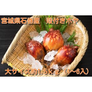 三陸産殻付きホヤ　大サイズ　1.5ｋｇ ほや　海鞘