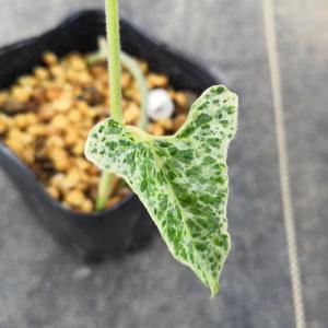 チャーム（charm） （山野草）カンアオイ（寒葵）タマノカンアオイ