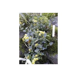 多肉植物 アガベ 王妃笹の雪 B型 2.5号ポット苗 : やましち山野草店