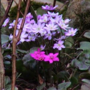 キンリョウヘン 金稜辺 赤花 花芽4芽あり 令和8年春開花見込み 12cm