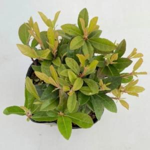 ヤクシマヤブコウジ(屋久島ヤブコウジ) 9cm...の詳細画像2