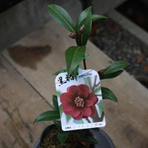 サボテン：フェロカクタス 紅裳竜*幅14cm 現品 一品限り : 遊恵盆栽