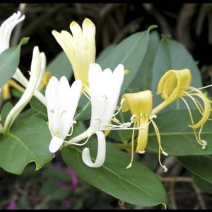 スイカズラ　ポット苗