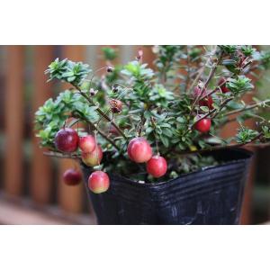 クランベリー苗の商品一覧 通販 Yahoo ショッピング