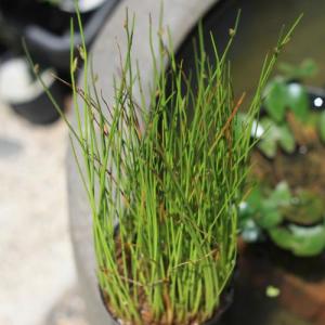 亀甲素心タイリンカンアオイ 9cmポット苗 : やましち山野草店 - 通販