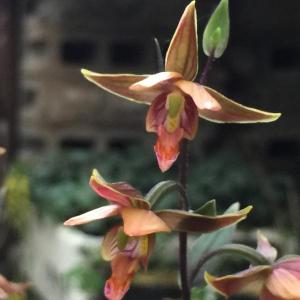 国華園 ラン・山野草 黄花カキラン 1株 : 花と緑 国華園 - 通販
