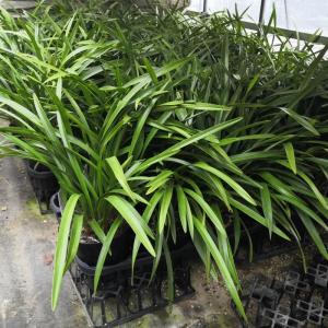 キンリョウヘン 金稜辺 花芽2芽付き 4号ポッ...の詳細画像4