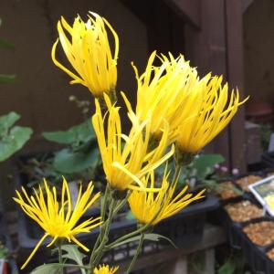 嵯峨菊の商品一覧 通販 Yahoo ショッピング