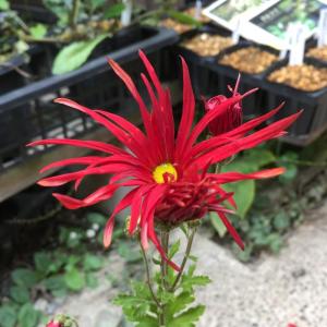 嵯峨菊の商品一覧 通販 Yahoo ショッピング