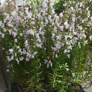 斑入りヤマシャクヤク 小島峠 1芽株 3.5号ポット苗 : やましち山野草