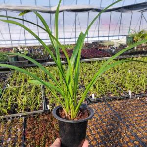 キンリョウヘンのおすすめ人気商品一覧 通販 - Yahoo!ショッピング