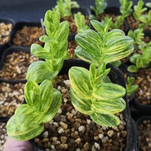 多肉植物 アガベ 王妃笹の雪 B型 2.5号ポット苗 : やましち山野草店