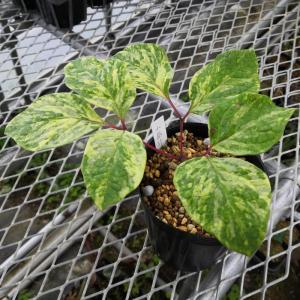 現品販売】厚岸産ホテイアツモリソウ花2芽葉2芽株 : 岩崎園芸ネット