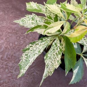 斑入りアメリカヅタ　ポット苗