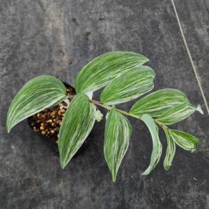 多肉植物 アガベ 王妃笹の雪 B型 2.5号ポット苗 : やましち山野草店