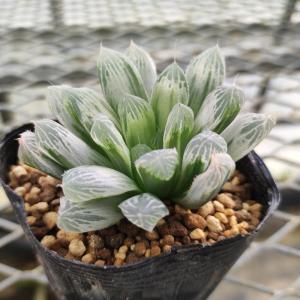 多肉植物 ハオルチア ピリフェラ錦 2号ポット苗の詳細画像2