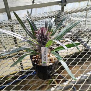 多肉植物 アガベ 王妃笹の雪 B型 2.5号ポット苗 : やましち山野草店