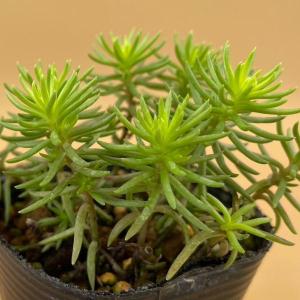 多肉植物 アガベ 王妃笹の雪 B型 2.5号ポット苗 : やましち山野草店